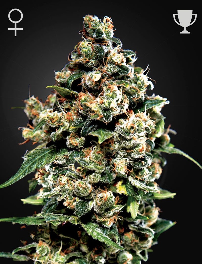 [14554] Green House Seed Co. Jack Herer Fem. 3St.