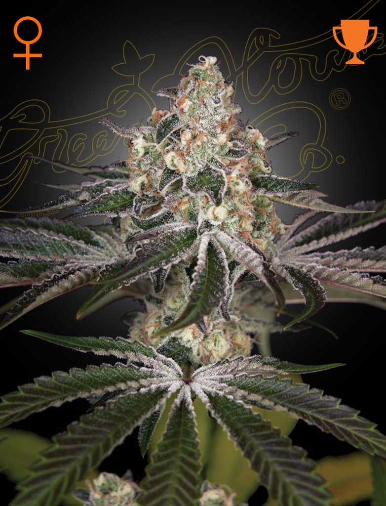 [14555] Green House Seed Co. White Widow Fem. 3St.