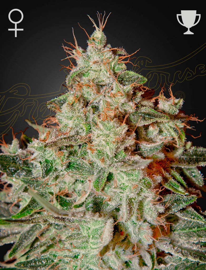 [14556] Green House Seed Co. Lemon Skunk Fem. 3St.