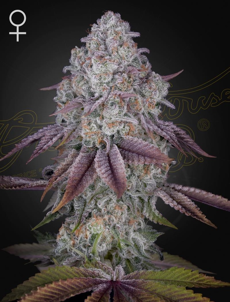 [14557] Green House Seed Co. Persian Pie Fem. 3St.