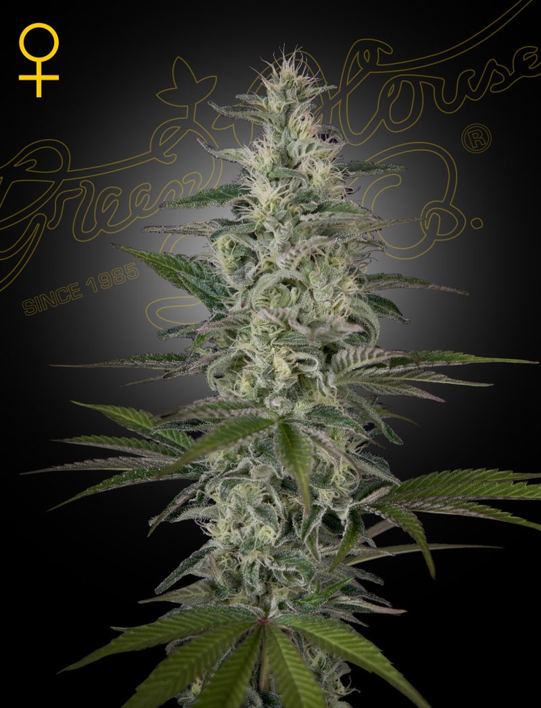 [14558] Green House Seed Co. Hawaiian Snow Fem. 3St.