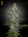 Green House Seed Co. Hawaiian Snow Fem. 3St.