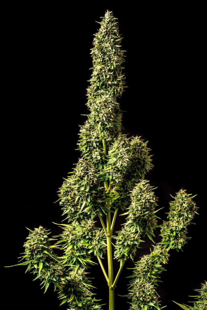 [14565] Kannabia Runtz Auto Fem. 3St.