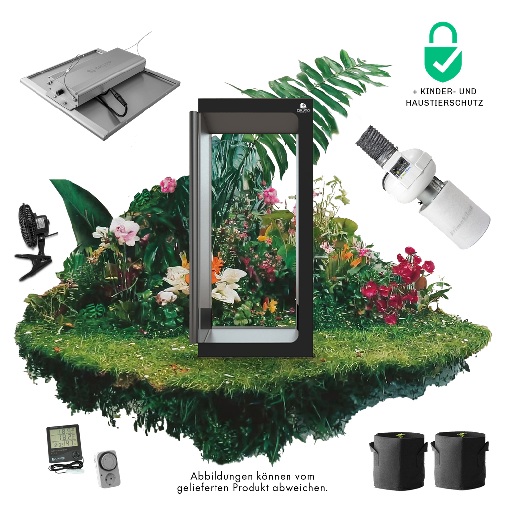[12587] Caluma Set - 2 Plants Premium (80 x 80 cm, 150 W)