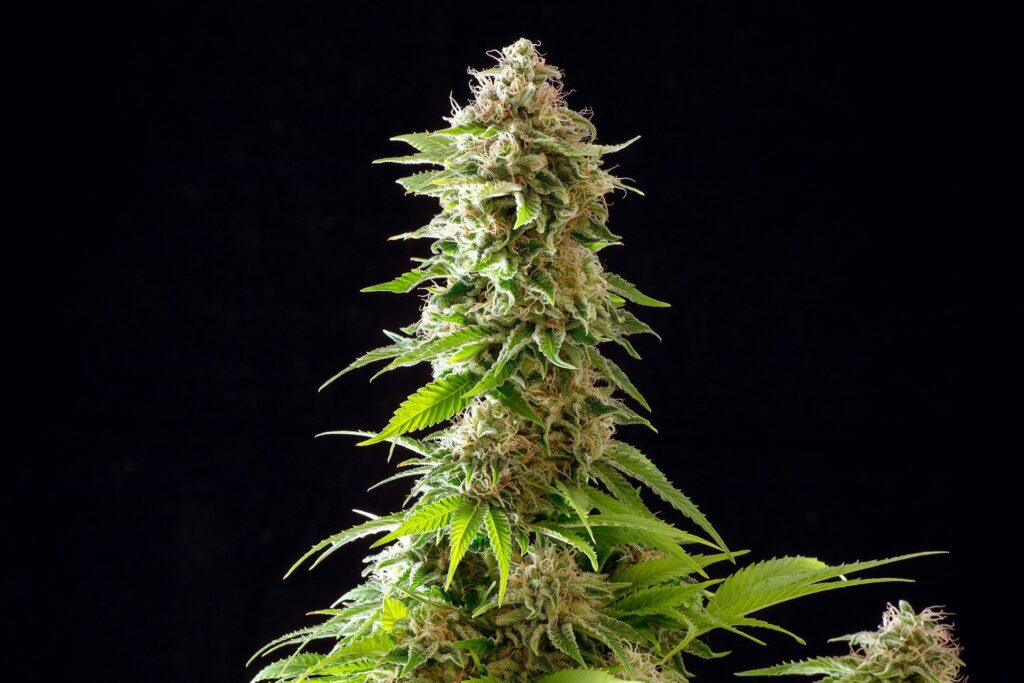 [14579] Kannabia Cookies Haze Fem. 3St.