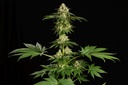 Kannabia Dream Sherbet Fem. 3St.
