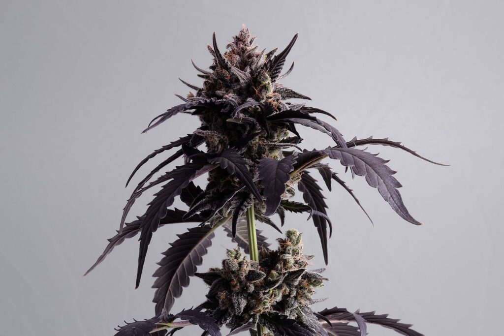 [14586] Kannabia Ginger Punsh Auto Fem. 3St.