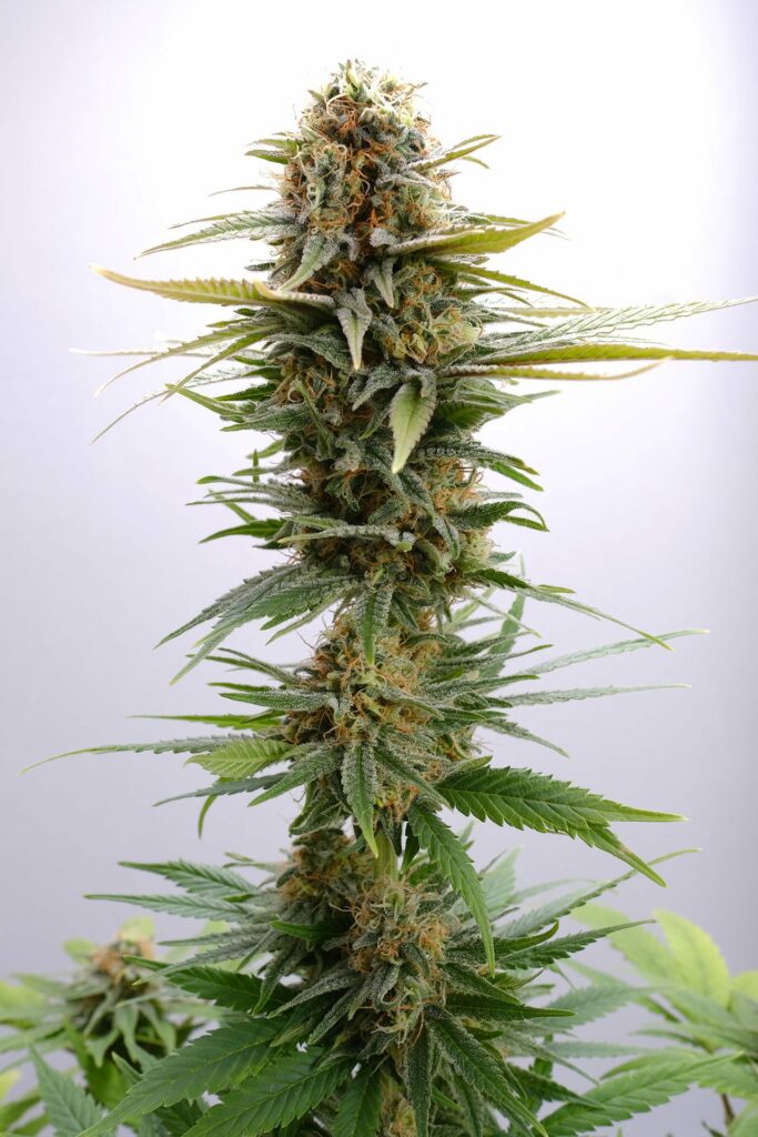 [14589] Kannabia GSC Fem. 3St.