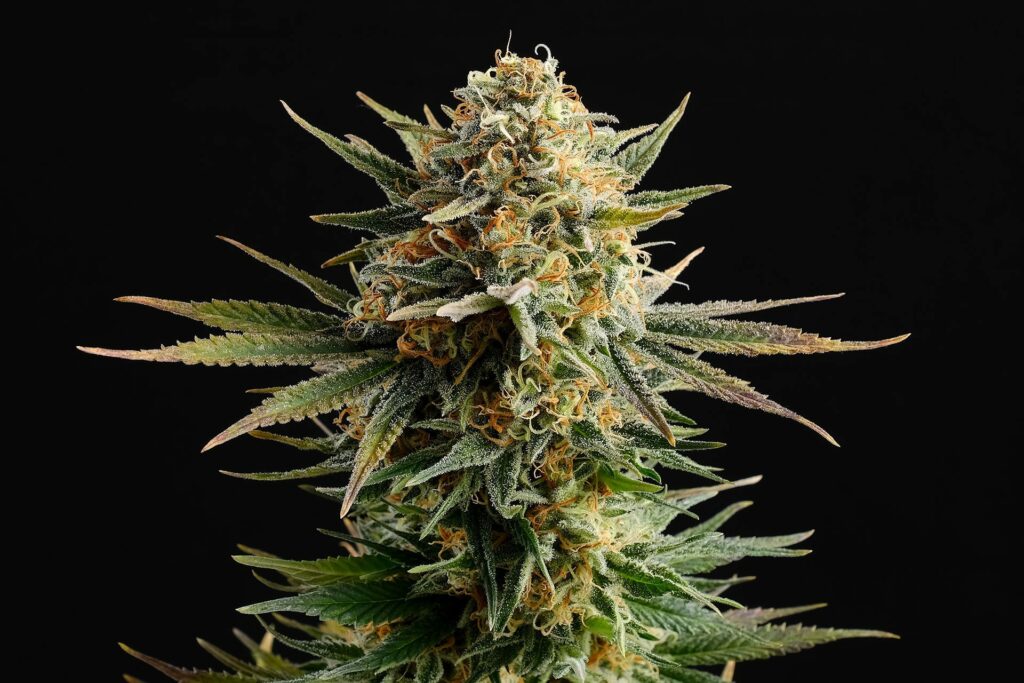 [14590] Kannabia Gypsy Kush Fem. 3St.