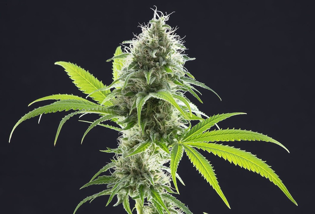 [14592] Kannabia Kama Kush CBD Fem. 3St.