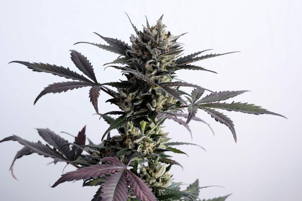 [14600] Kannabia Lemon Haze Auto Fem. 3St.