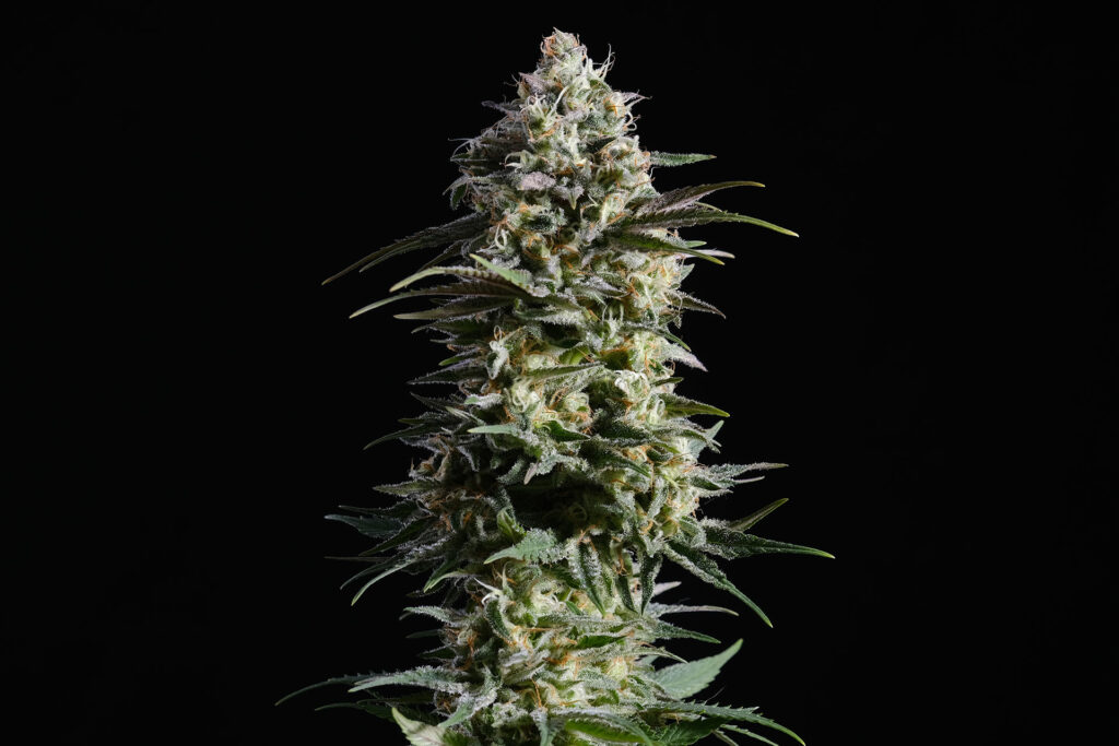 [14605] Kannabia Pure Skunk Go Fast Fem. 3St.