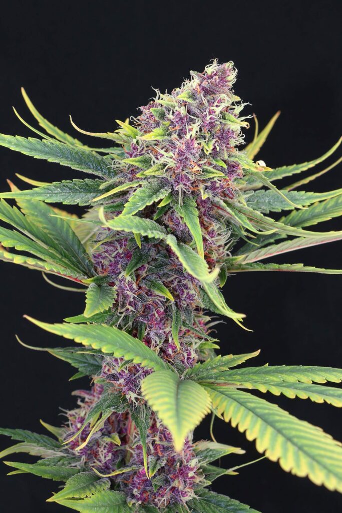 [14606] Kannabia Purple Kush Fem. 3St.