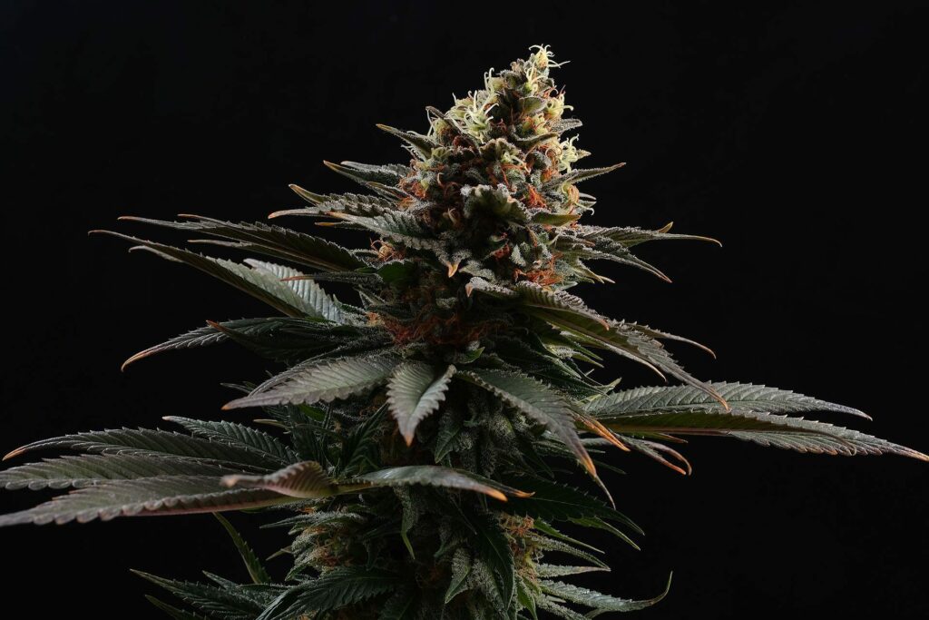 [14609] Kannabia Sativa Dream Fem. 3St.