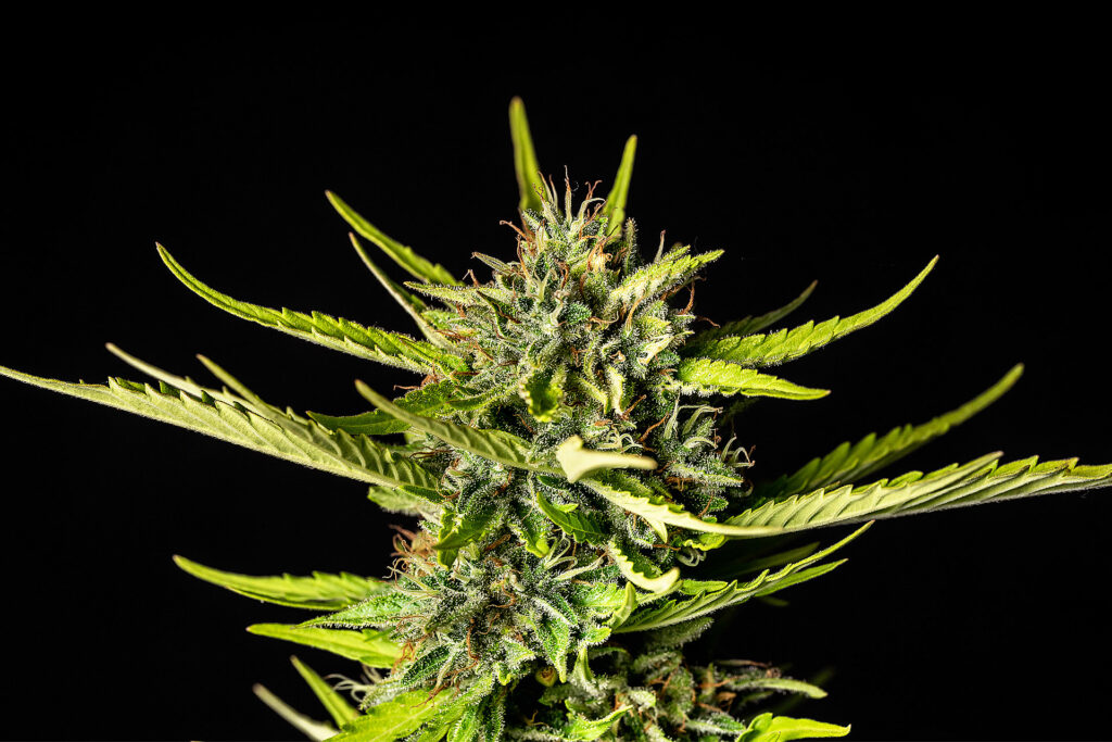[14613] Kannabia Strawberry Haze Auto Fem. 3St.