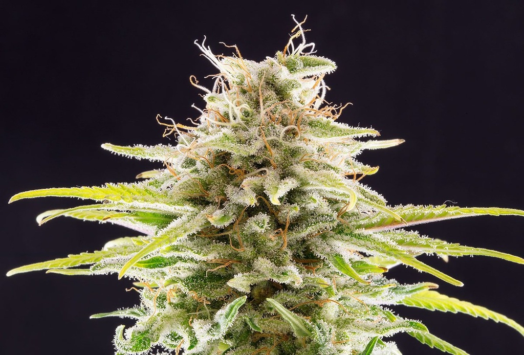 [14614] Kannabia Super OG Kush Fem. 3St.