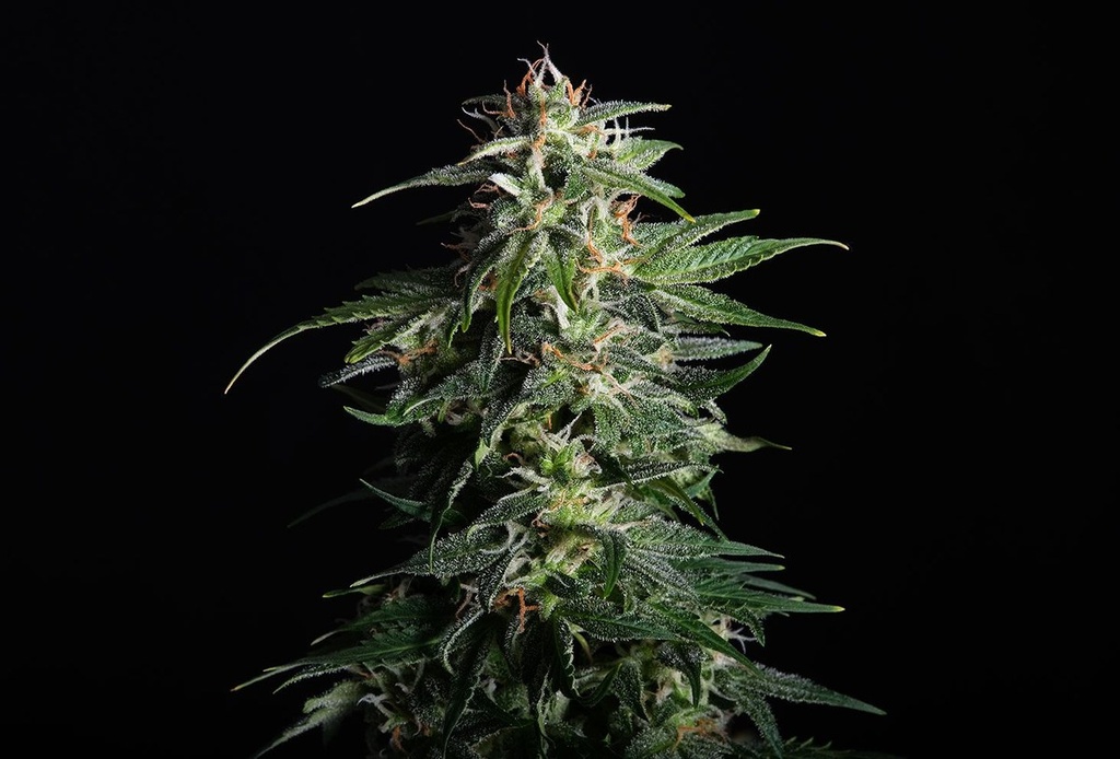 [14615] Kannabia Swiss Dream Auto CBD Fem. 3St.