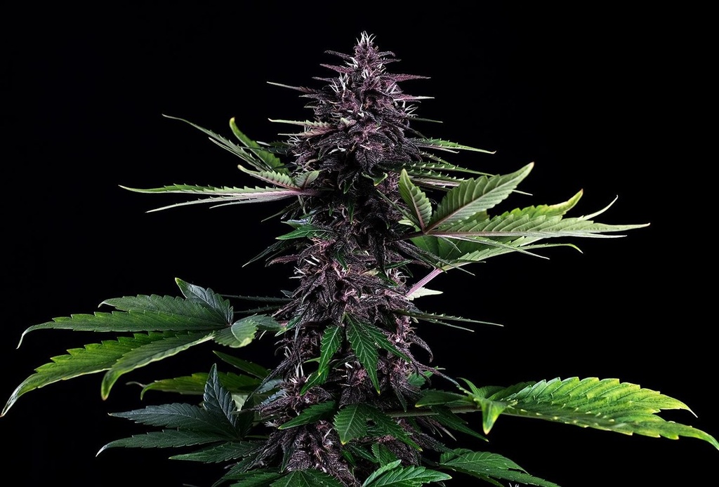 [14617] Kannabia Swiss Dream Rose Auto CBD Fem. 3St.