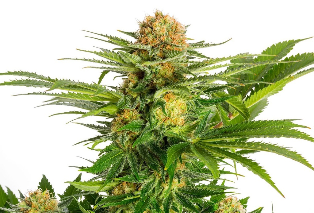 [14620] Kannabia White Domina Fem. 3St.
