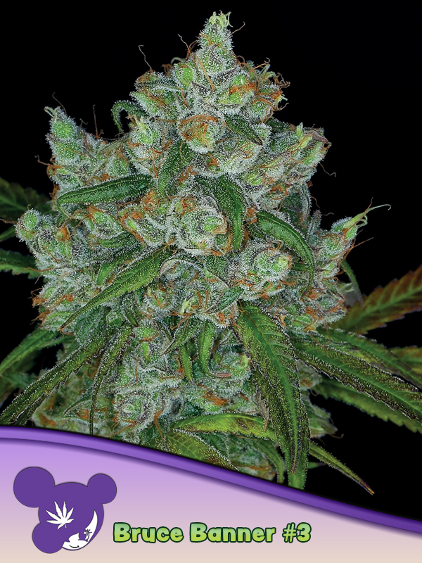 [14623] Anesia Bruce Banner #3 Fem. 3St.