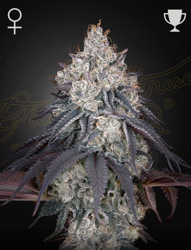 [14625] Green House Seed Co. Lemon Orange Fem. 3St.