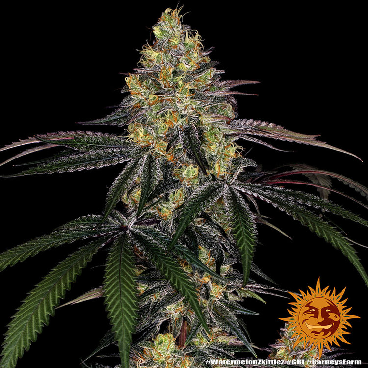 [14626] Barneys Farm Watermelon Zkittlez Fem. 3St.