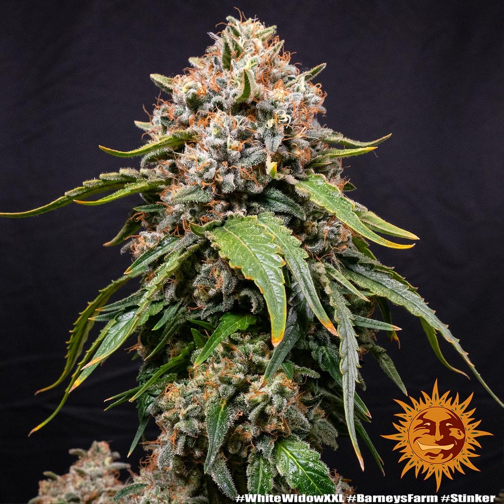 [14627] Barneys Farm White Widow XXL Fem. 3St.
