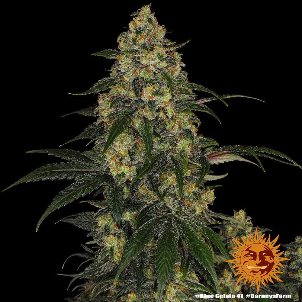 [14628] Barneys Farm Blue Gelato 41 Fem. 3St.