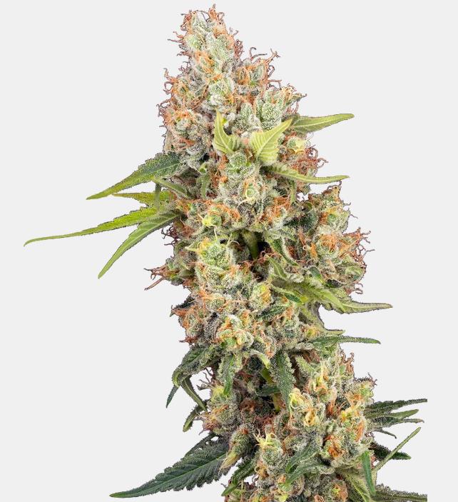 [14629] Sensi Seeds Mandarine Punch Fem. 3St.