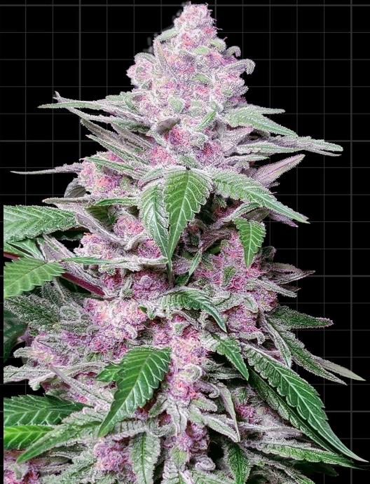 [14631] Sensi Seeds Purple Cookie Kush Fem. 3St.