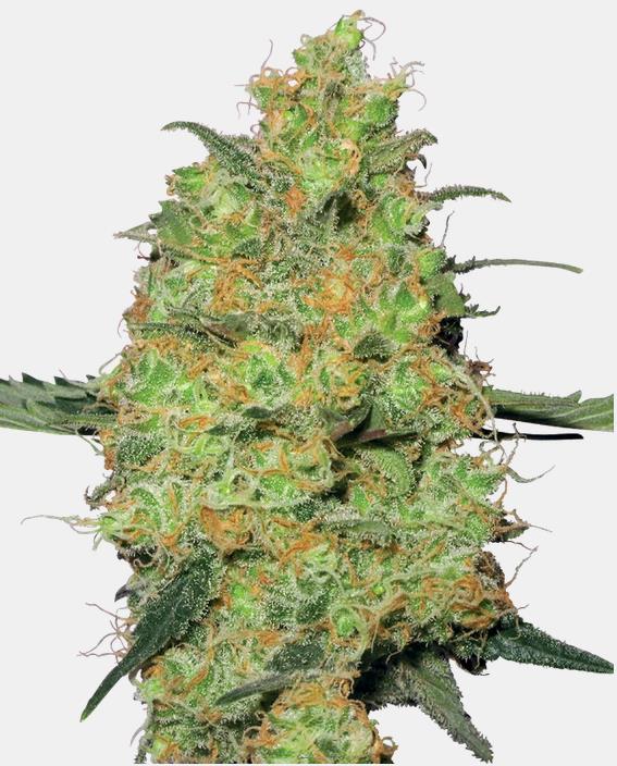 [14632] Sensi Seeds Master Kush Fem. 3St.