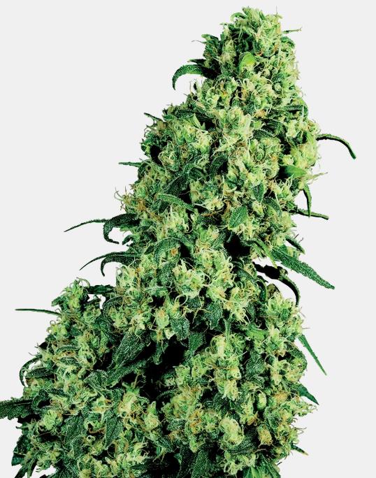 [14633] Sensi Seeds Skunk#1 Fem. 3St.