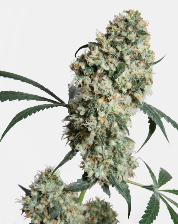 [14634] Sensi Seeds Ed Rosenthal Super Bud Reg. 10St.