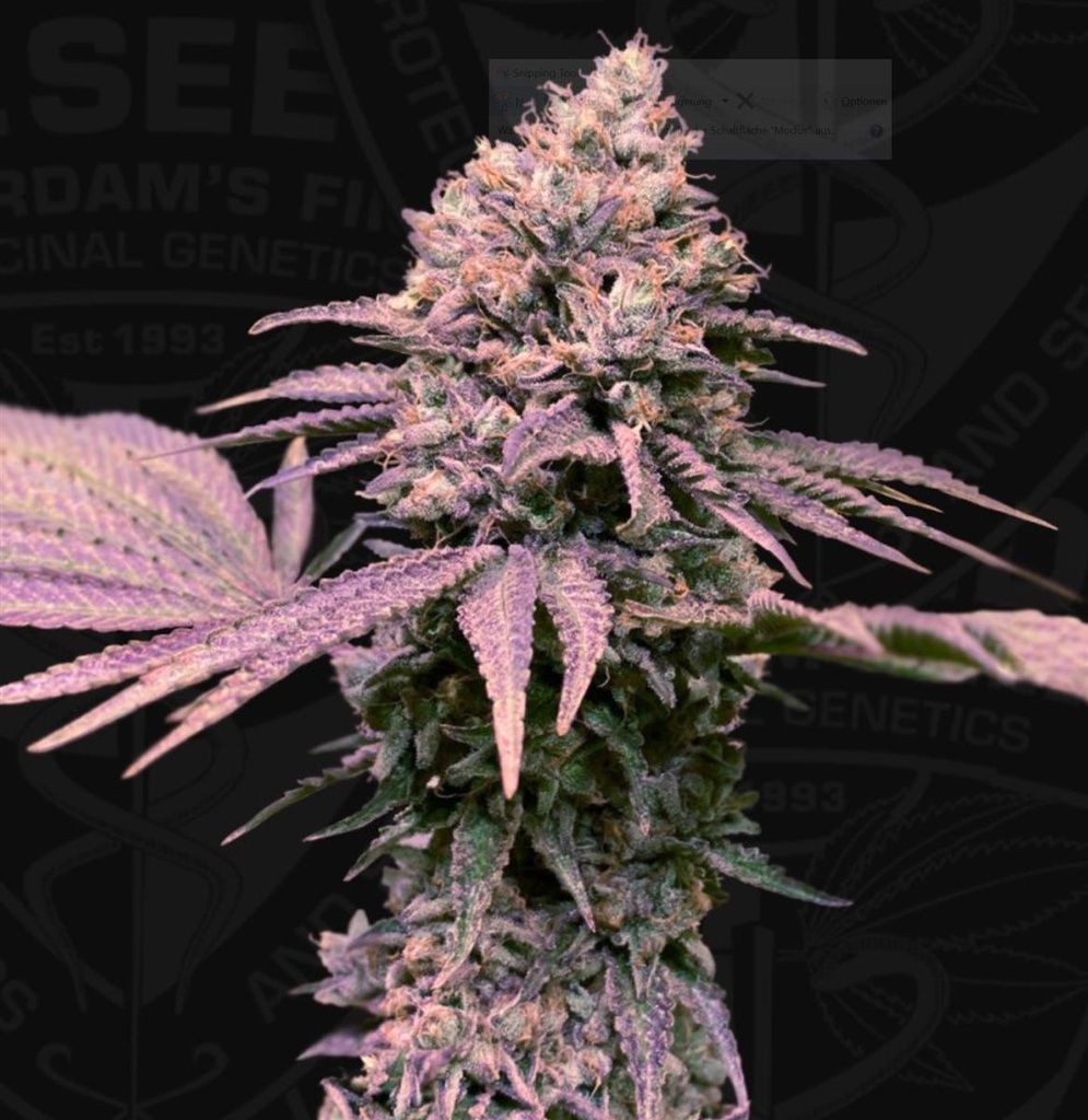 [14640] T.H. Seeds London Mint Cake Fem. 6St.
