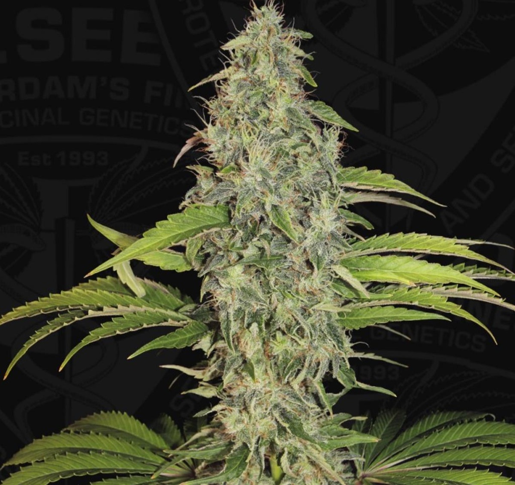 [14643] T.H. Seeds S.A.G.E. CBD Fem. 2St.