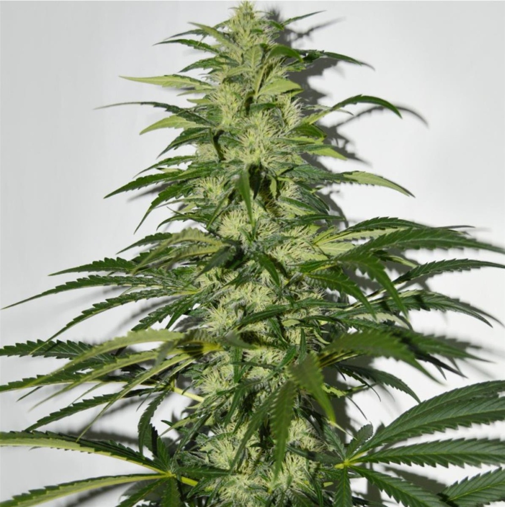 [14644] T.H. Seeds S.A.G.E. Fem. 5St.