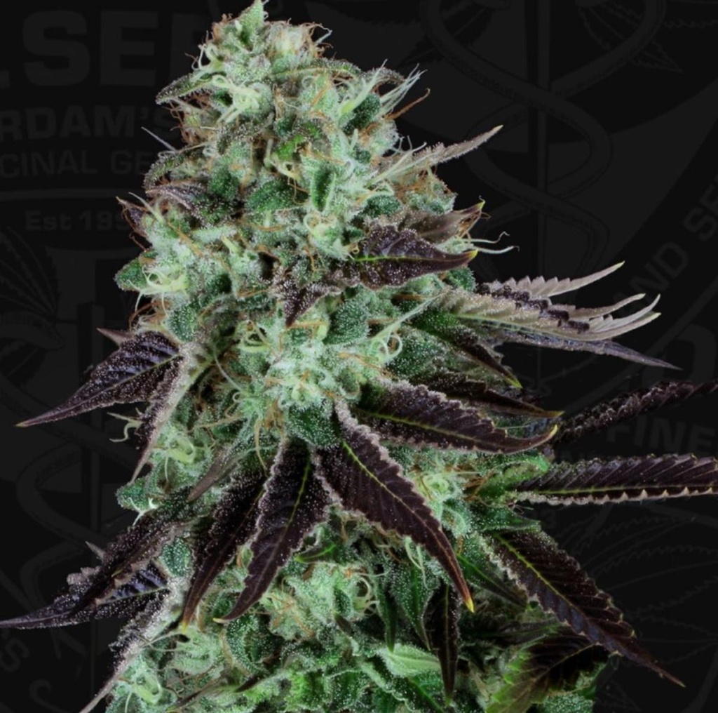 [14645] T.H. Seeds Darkstar Reg. 5St.