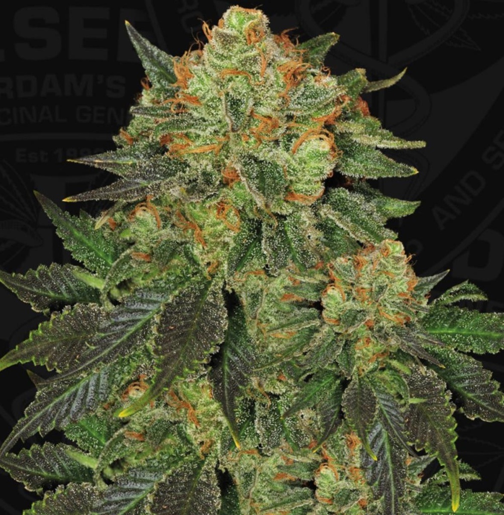 [14646] T.H. Seeds Bubblegum Fem. 6St.