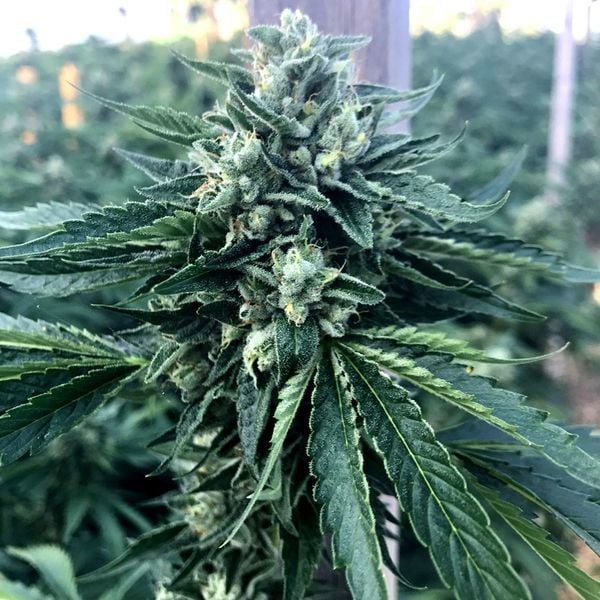 [14647] Humboldt Seeds Cinnamon Buddha Og Fem. 3St.