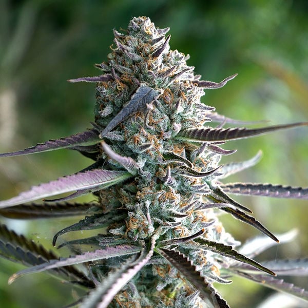 [14648] Humboldt Seeds Runtz Fast Flowering Fem. 3St.