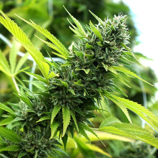 [14649] Humboldt Seeds Banana Sapphire Fem. 3St.