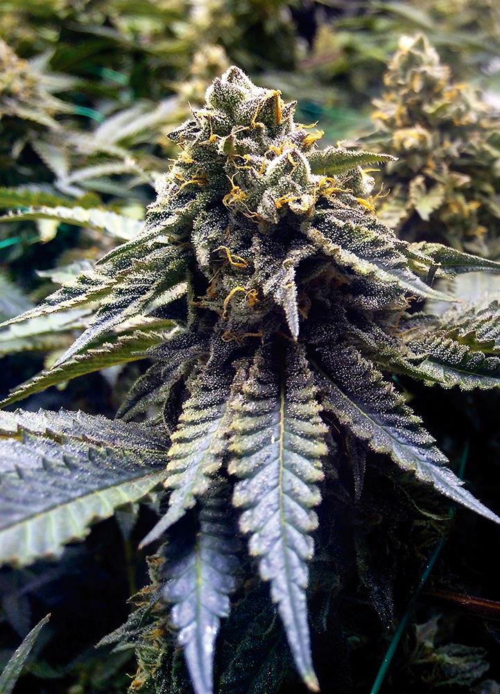 [14650] Humboldt Seeds Chocolate Mint Og Fem. 3St.