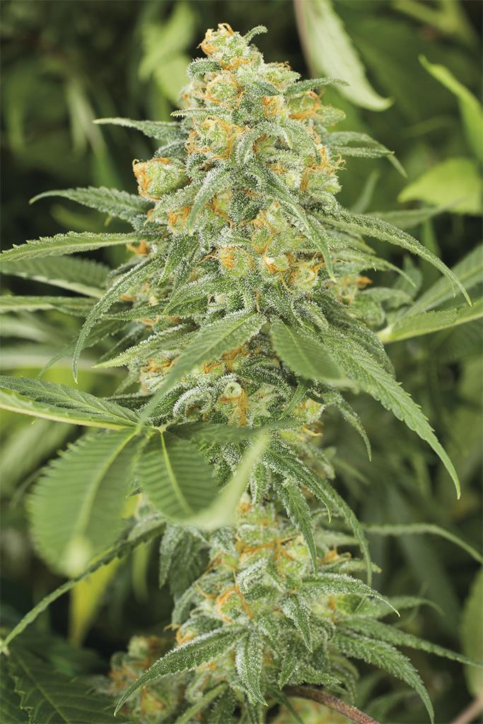 [14651] Humboldt Seeds Green Crack Fem. 3St.