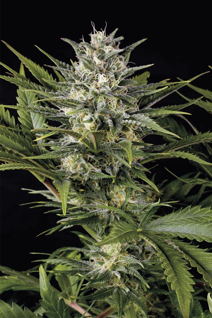 [14652] Humboldt Seeds Pineapple Skunk Fem. 3St.