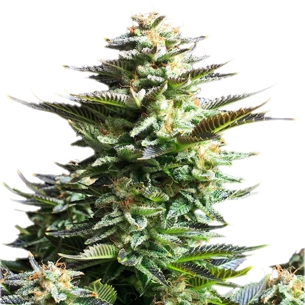 [14655] Royal Queen Seeds Amnesia Haze Fem. 3St.