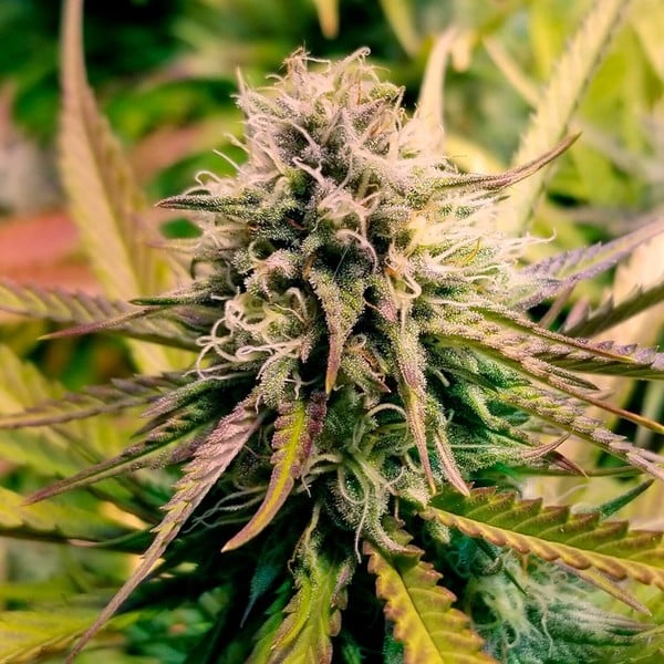 [14656] Royal Queen Seeds Candy Kush Express Fast Fem. 3St.