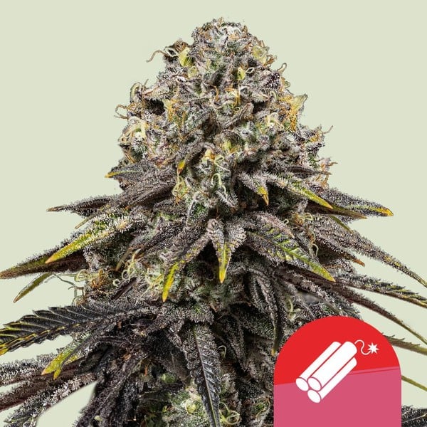 [14657] Royal Queen Seeds Dynamite Diesel Tyson Fem. 3St.