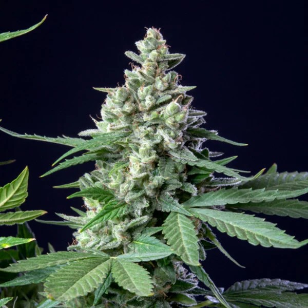 [14658] Royal Queen Seeds Easy Bud Auto Fem. 3St.