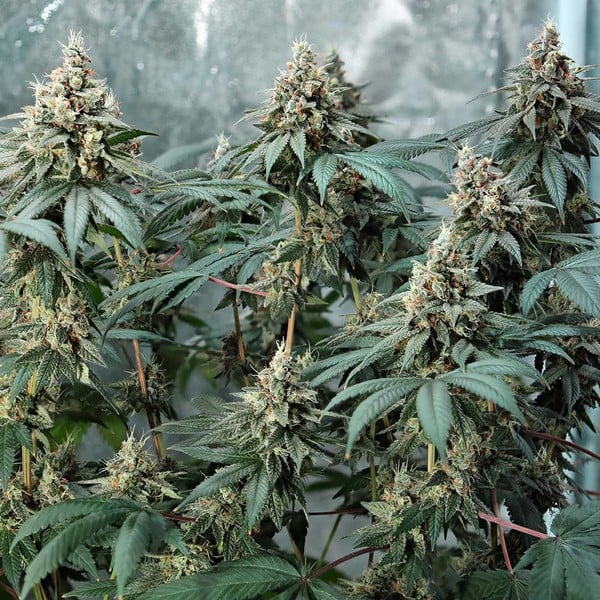 [14659] Royal Queen Seeds Fat Banana USA Premium Fem. 3St.