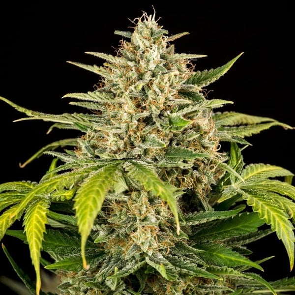 [14660] Royal Queen Seeds Green Gelato Auto Fem. 3St.